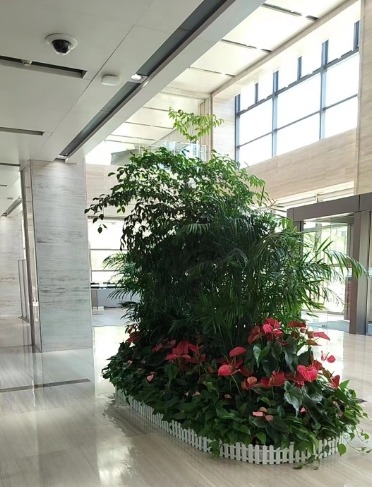 绿植租摆